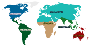 tiergeographische Weltkarte